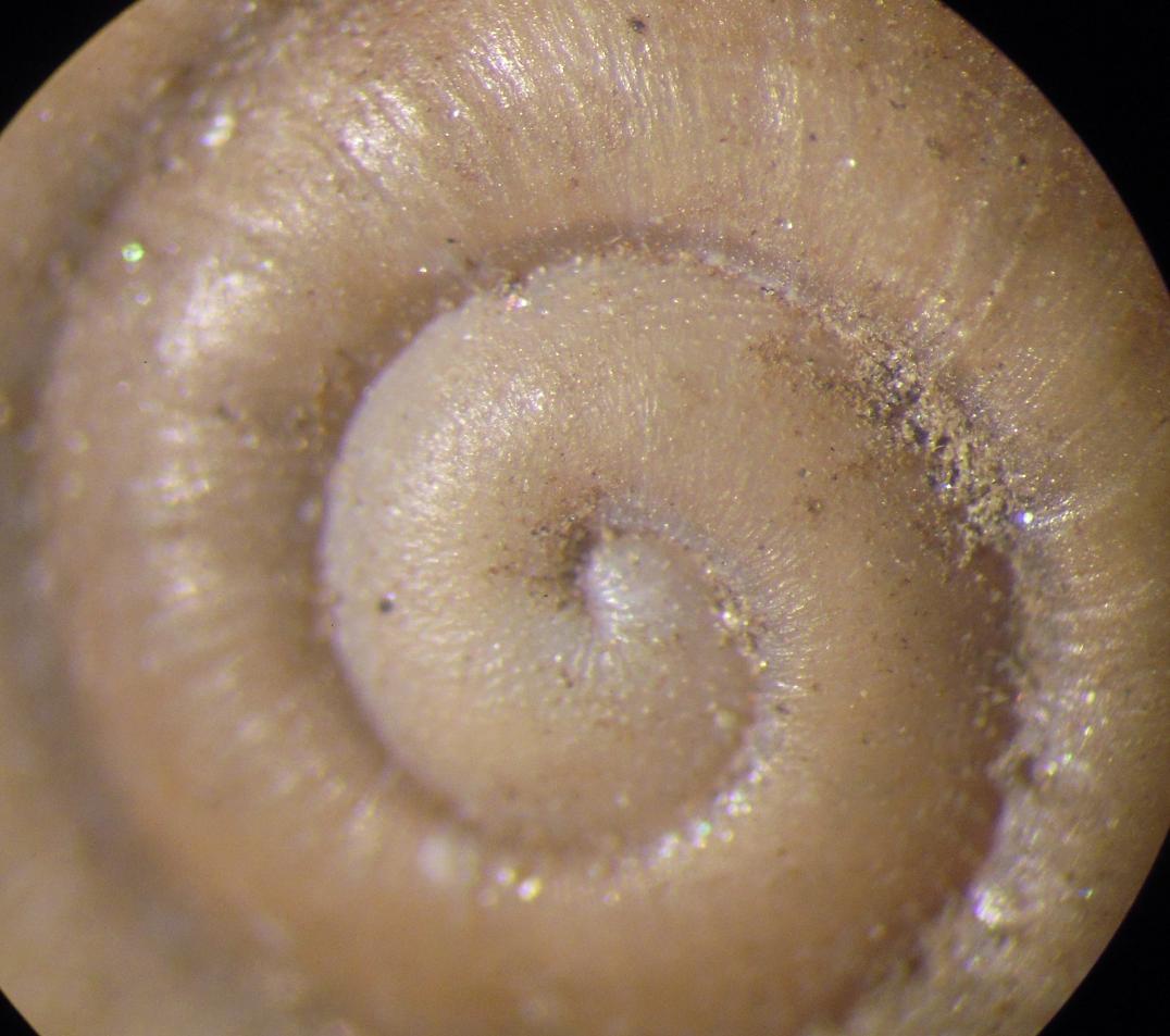 Chilostoma  padanum da Ror (TO)